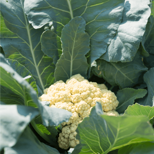 Kalafior. 9,90 zl/szt.