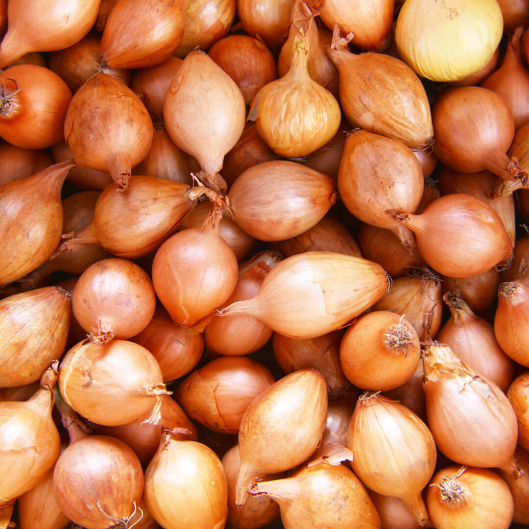 Cebula szalotka - worek. 24,50 zl/kg